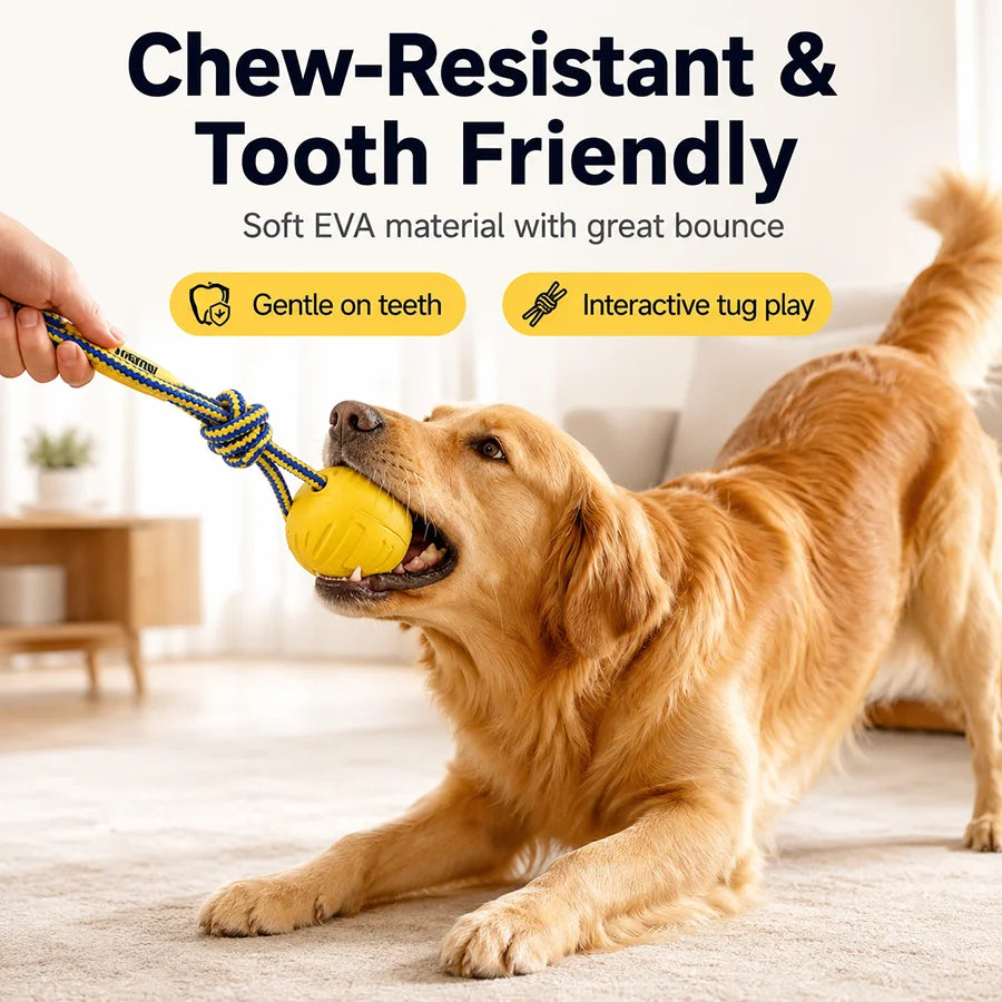 Ensemble de jouets pour chien – CLEVI Paris