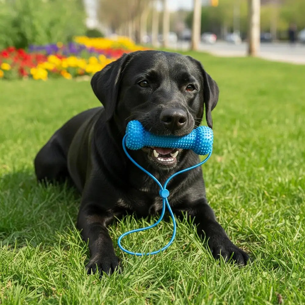 Jouet à mâcher pour chien avec corde – CLEVI Paris