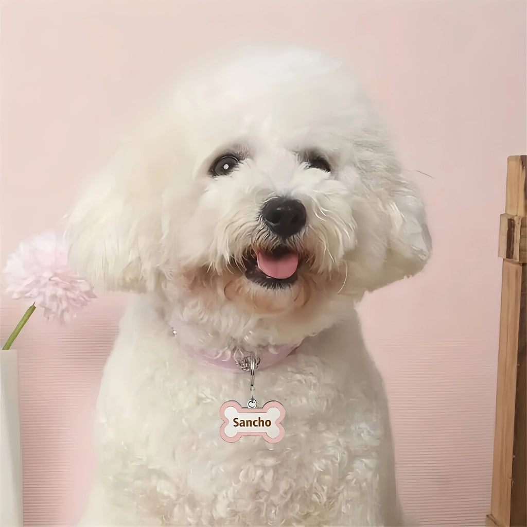 Collier chien en cuir avec médaille gravée – CLEVI Paris