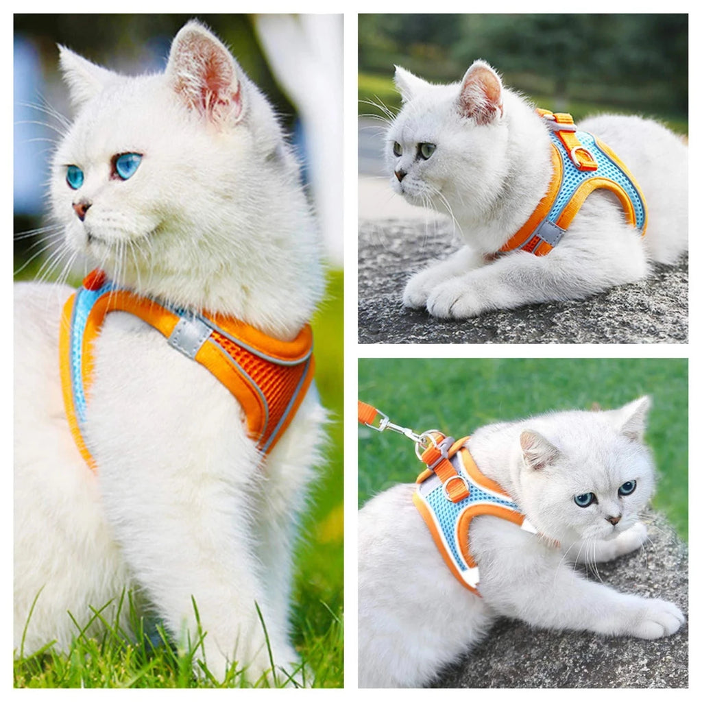 Harnais réfléchissant chat et petit chien – CLEVI Paris