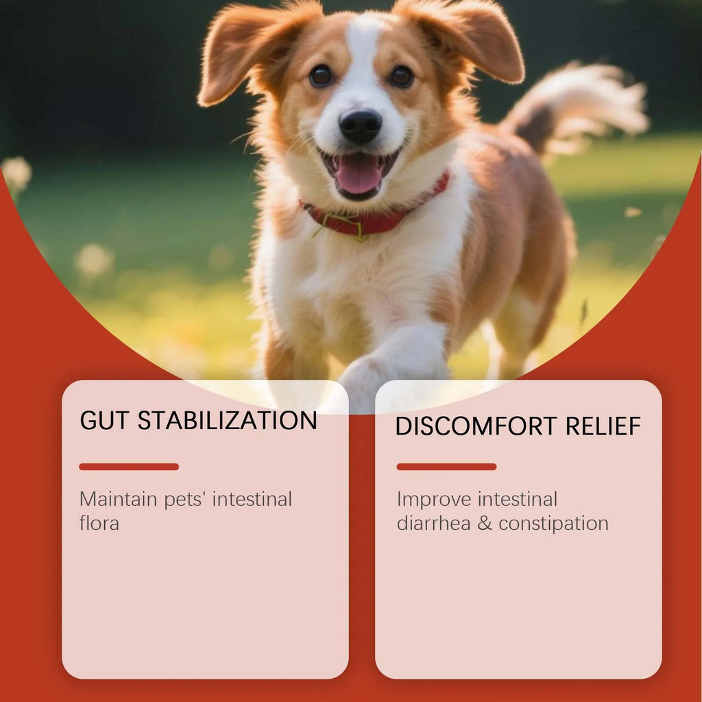Poudre probiotique pour chien 100 g – CLEVI Paris